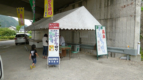 長良川畔観光園芸組合（ぶどう狩り）