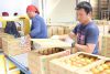 トマト出荷ピーク　会員増え意欲も増